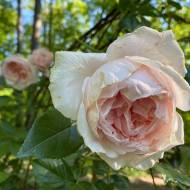 Роза спрей Дрим Ленд